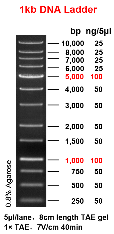 agarose-gel-electrophoresis-use-dna-ladder-with-sizes-ranging-from-1-kb