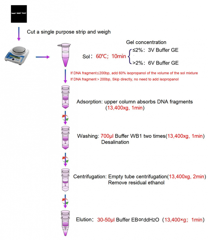 Foregene DNA Gel Extraction Kit High Recovery For Lab Use Reagent