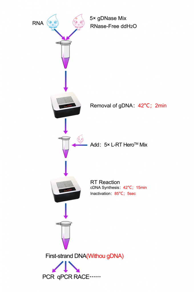 LncRT HeroTM II(With GDNase) Super Premix For FirstStrand CDNA