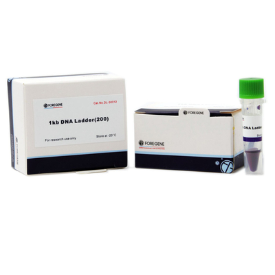 Agarose Gel Electrophoresis Use DNA Ladder With Sizes Ranging From 1 Kb To 8 Kb