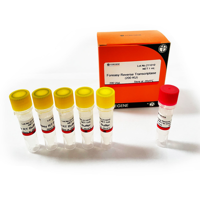 Foreasy M-MLV Reverse Transcriptase For CDNA Synthesis Primer Extension PCR Kits With DNA Polymerase