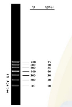 DNA Marker Agarose Gel PCR Kit DNA Ladder 700bp For Molecular Biology Tests