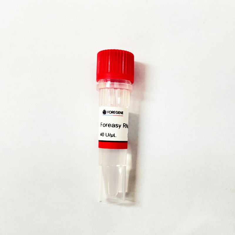 China IVD Factory High Production Foreasy RNase Inhibitor For RNA Protection